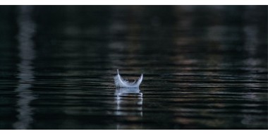 Er bestaan grote verschillen in euthanasiepercentages op gemeentelijk niveau.