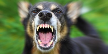 Sepsis na hondenbeet