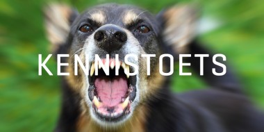 Kennistoets sepsis hondenbeet