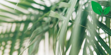 Kamerplanten in de huisartsenpraktijk