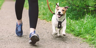 hondje wordt uitgelaten