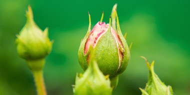 Vroege pubertijdskenmerken