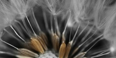 Close-up van paardenbloem