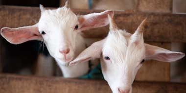 Meer longontsteking rondom veehouderijen