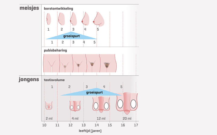 Tijdsbeloop puberteitsstadia