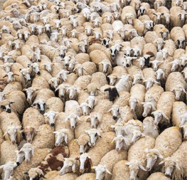 Poh’s-ggz kunnen een belangrijke rol spelen bij de begeleiding van online behandeling voor insomnia.