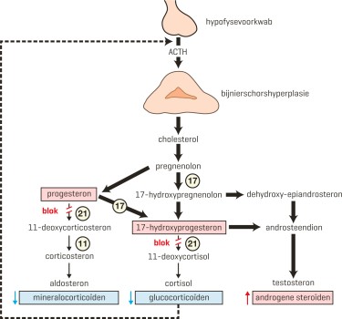 De steroïdsynthese in de bijnier