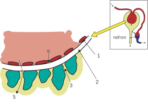 Filtratiebarrière in het nefron
