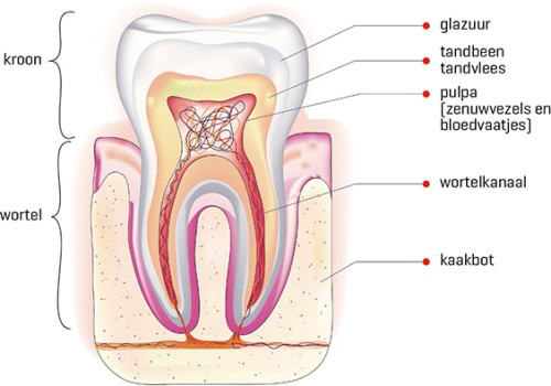 Opbouw van een normale kies