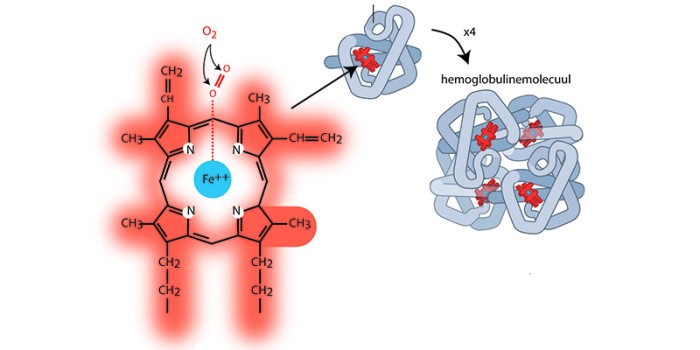 Hemoglobine/erytrocyt en O2-transport