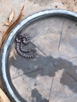 De ‘dader’, gefotografeerd met de mobiele telefoon