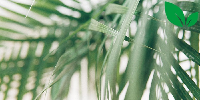 Kamerplanten in de huisartsenpraktijk