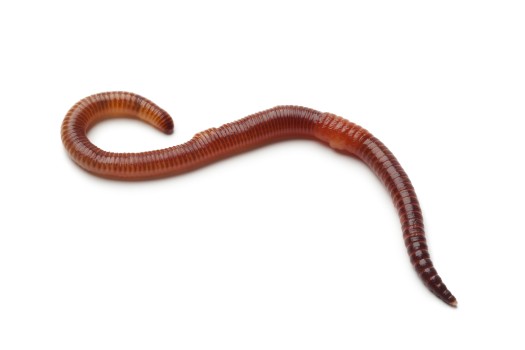 aardworm