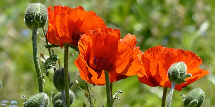 papaver
